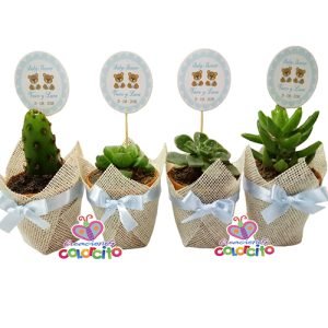 Baby shower - Suculentas variadas rusticas
